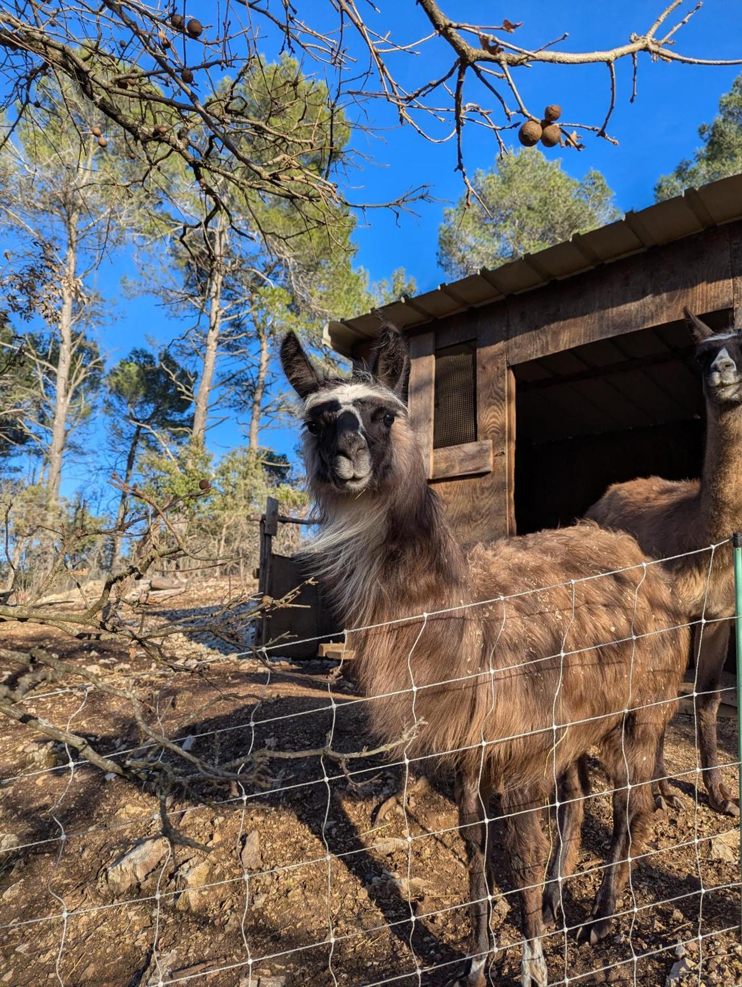 La cabane des Pachous Tourves Extérieur photo